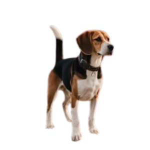 Produto Pet